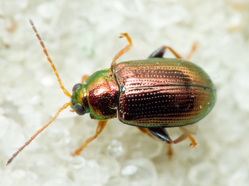 Crepidodera fulvicornis (Fabricius, 1792)